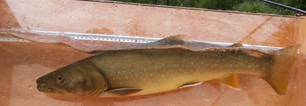 Bull Trout of the Skeena Region: Multi-Year Monitoring to Improve Fisheries Management