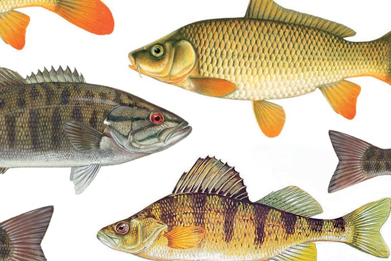 Fishing Tips - Freshwater Fisheries Society of BC