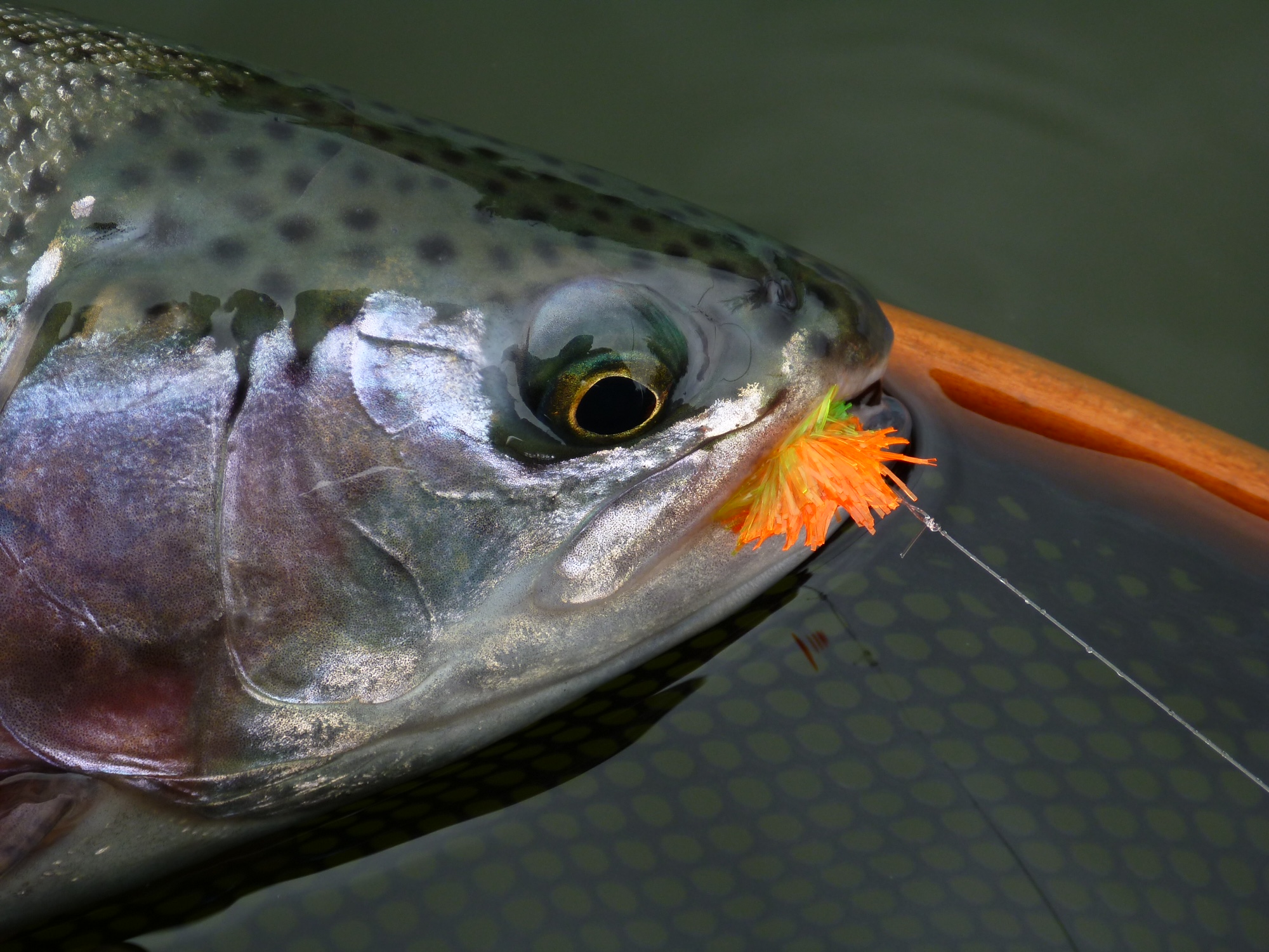 The Blob – Fly Fish Food