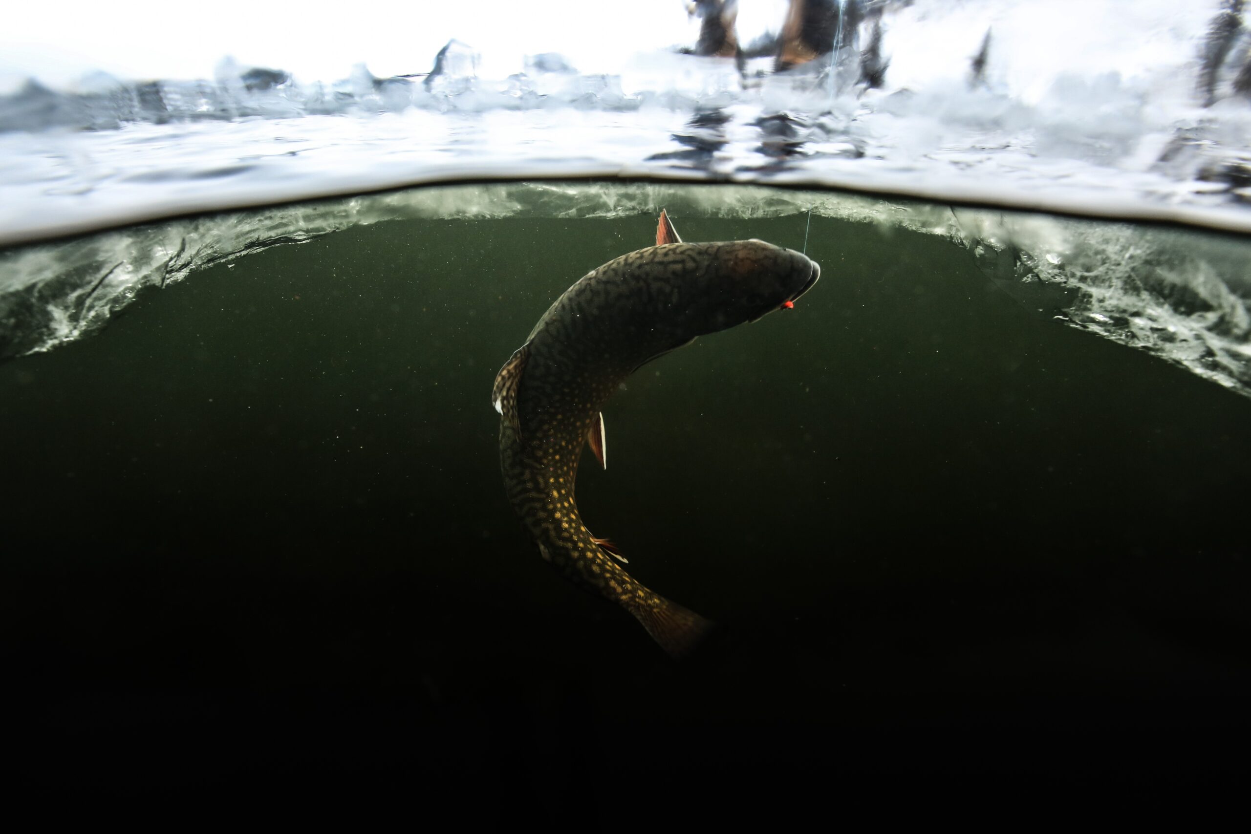 Ice-Fishing for Eastern Brook Trout - Go Fish BC