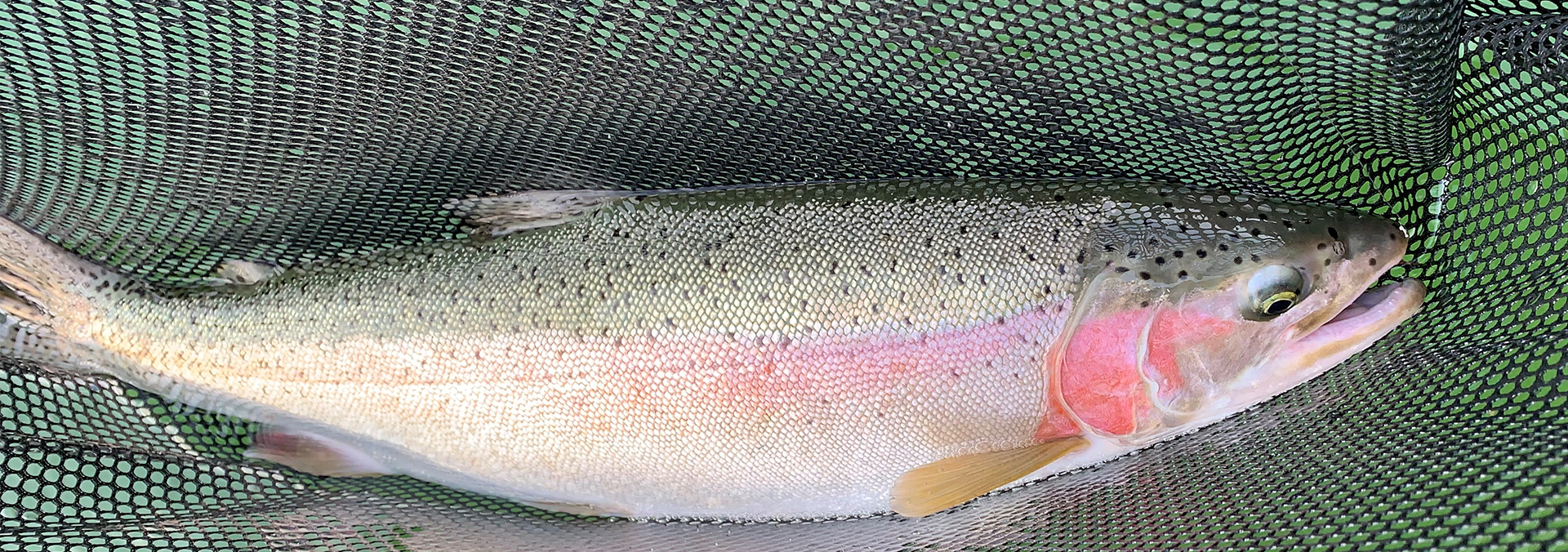 How To Fish For Rainbow Trout Efficiently?