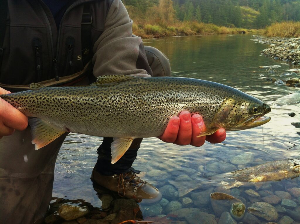 Discover Six Fall Fishing Experiences in British Columbia