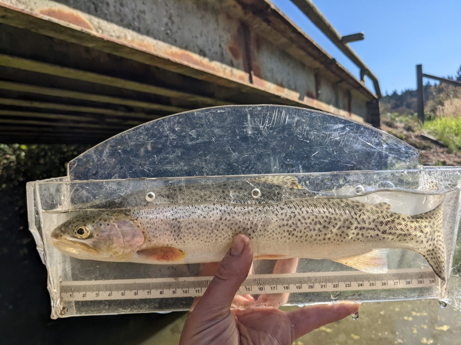 Wild Cutthroat Trout Persevere On The Saanich Peninsula Freshwater   Cuttroat Trout Hagan Crk Sept 22 1536x1152 