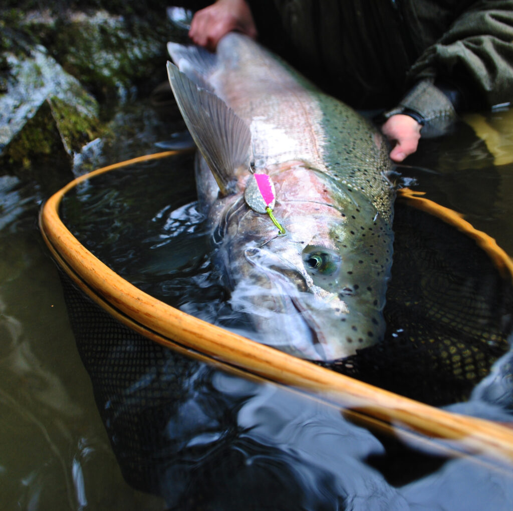 Steelhead Fishing on the Chilliwack/Vedder: December to April - Freshwater  Fisheries Society of BC