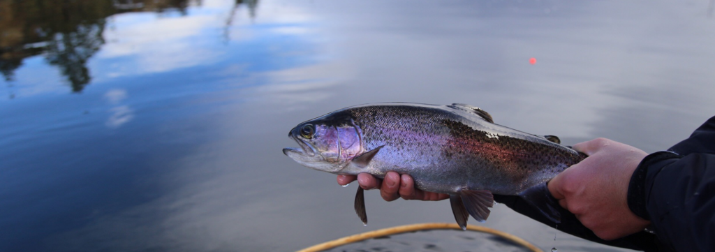 Essential Fly Lines for Stillwater Fly Fishing: A Guide - Freshwater  Fisheries Society of BC