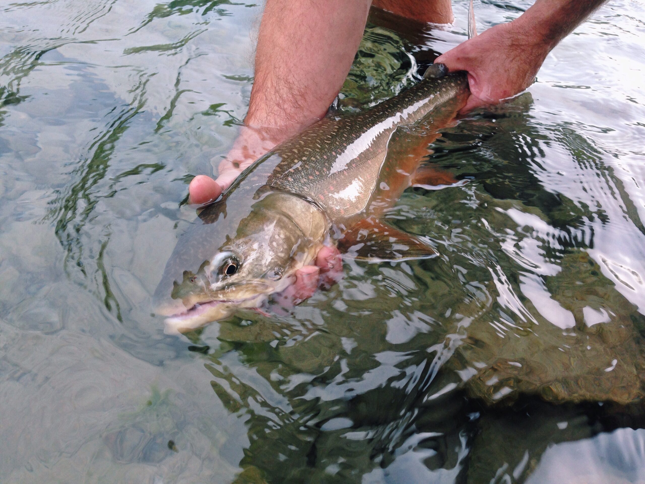 Fly-Fishing for Bull Trout in B.C.'s Interior and Kootenays - Go Fish BC