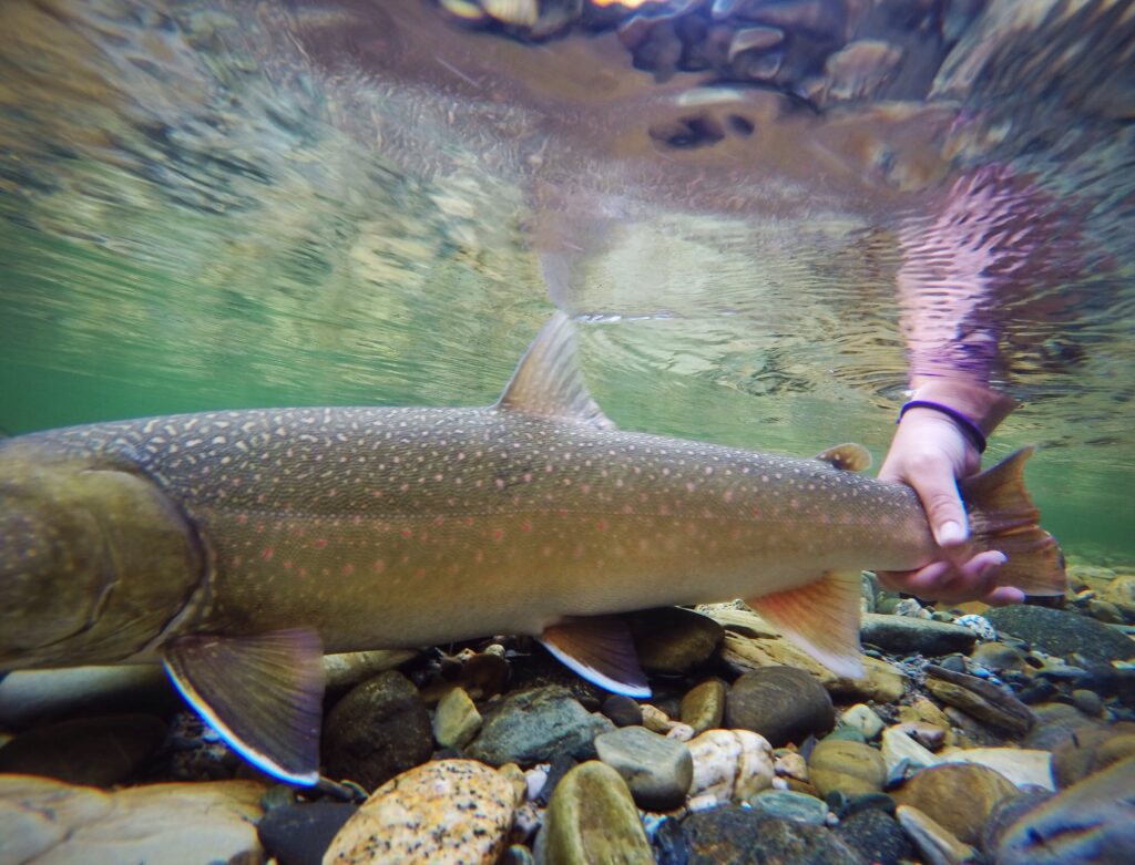 Bull trout in water. Jen Dunphy