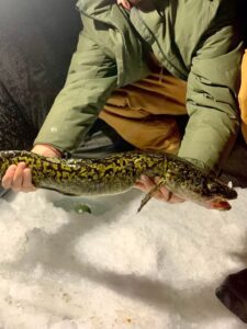 Burbot: BC's Freshwater Cod - Freshwater Fisheries Society of BC