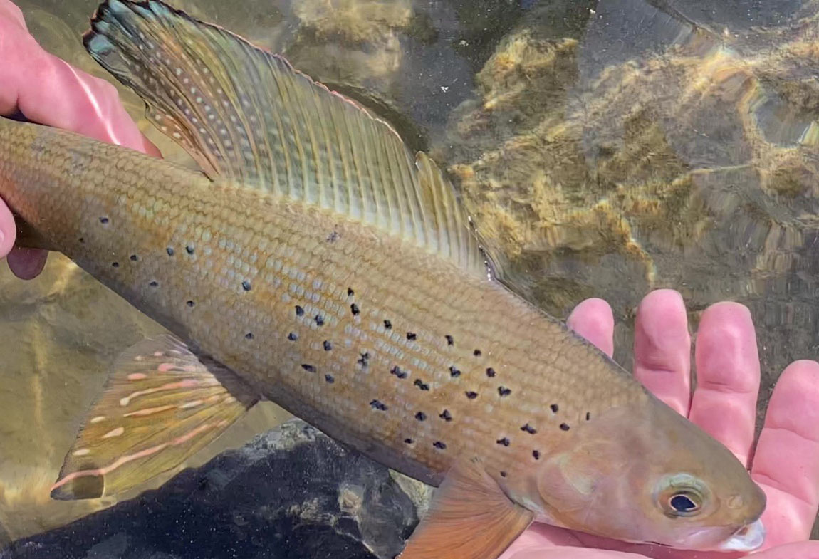 Partnership Project Assesses Arctic Grayling in the Parsnip Watershed