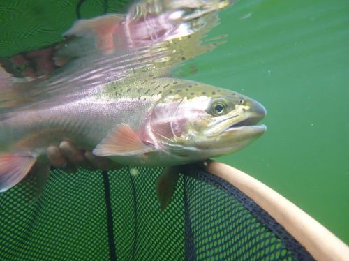 Are Some Strains of Rainbow Trout Easier to Catch?