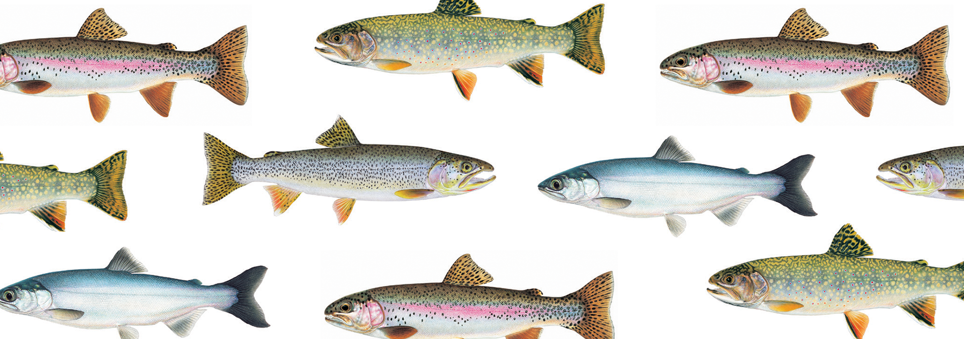 Go Fish BC - The 2021-23 Freshwater Fishing Regulations