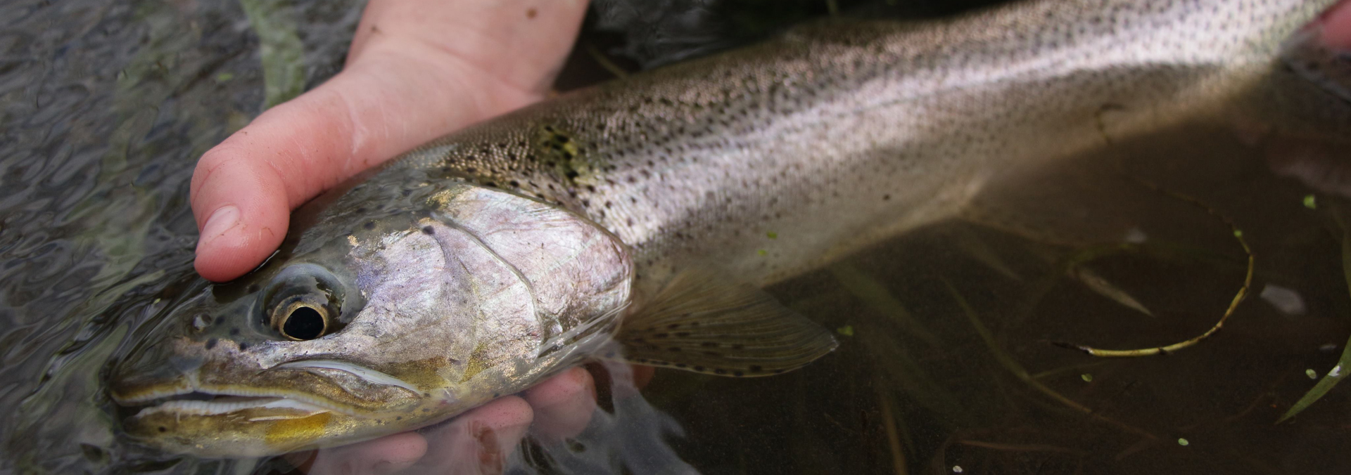 Fly and Spin Fishing for Searun Cutthroat in the Fraser Valley - Go
