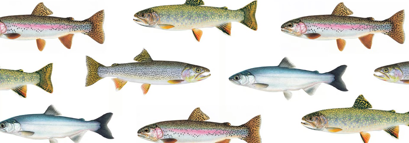 Know Your Fish: B.C. Freshwater Fish Identification