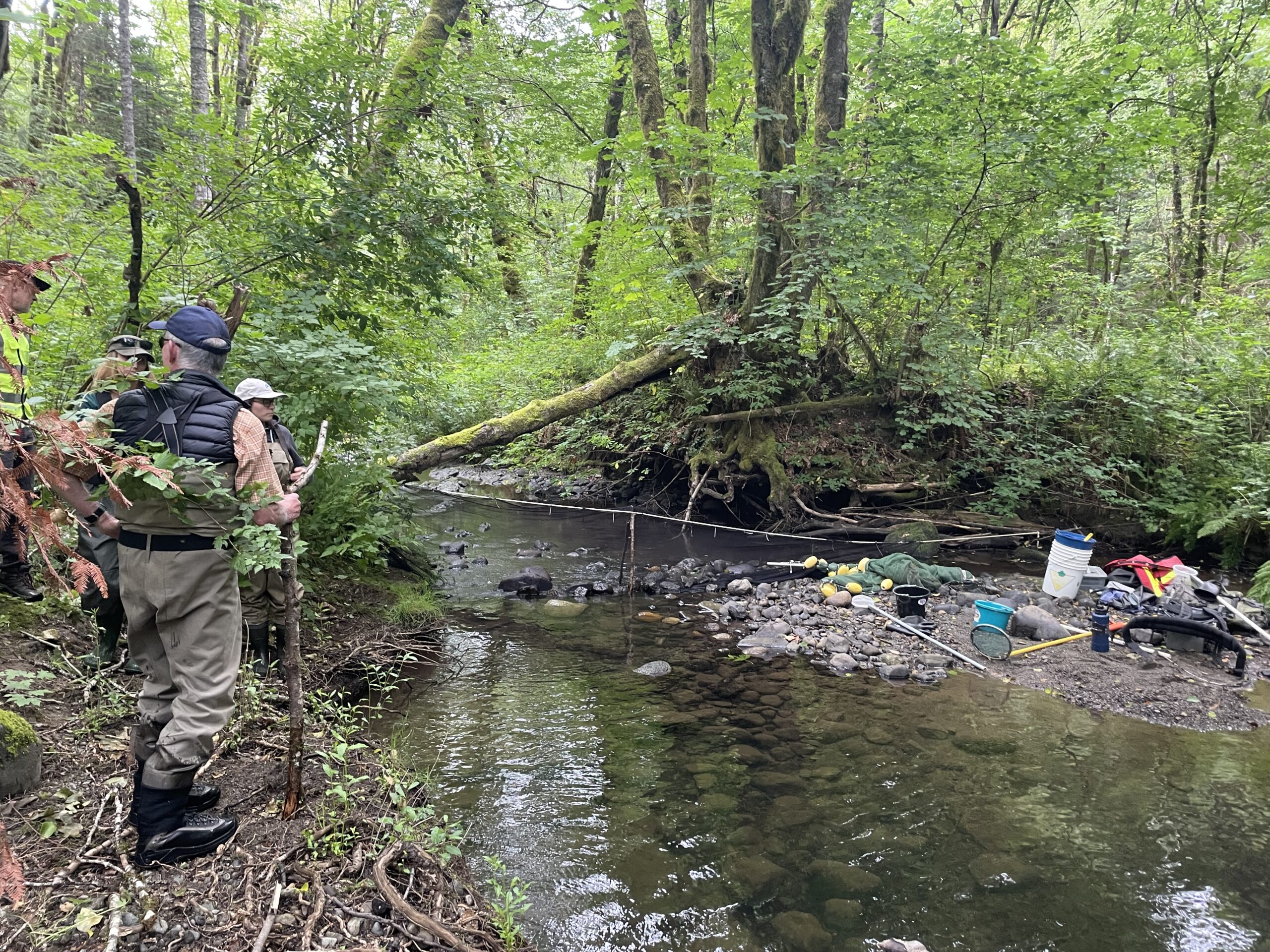 Local Stewardship Groups Work Hard to Restore Vancouver Island Cutthroat Trout Streams 