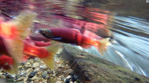 Fall at the Freshwater Fisheries Society of BC Hatcheries