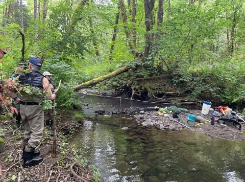 Local Stewardship Groups Work Hard to Restore Vancouver Island Cutthroat Trout Streams 