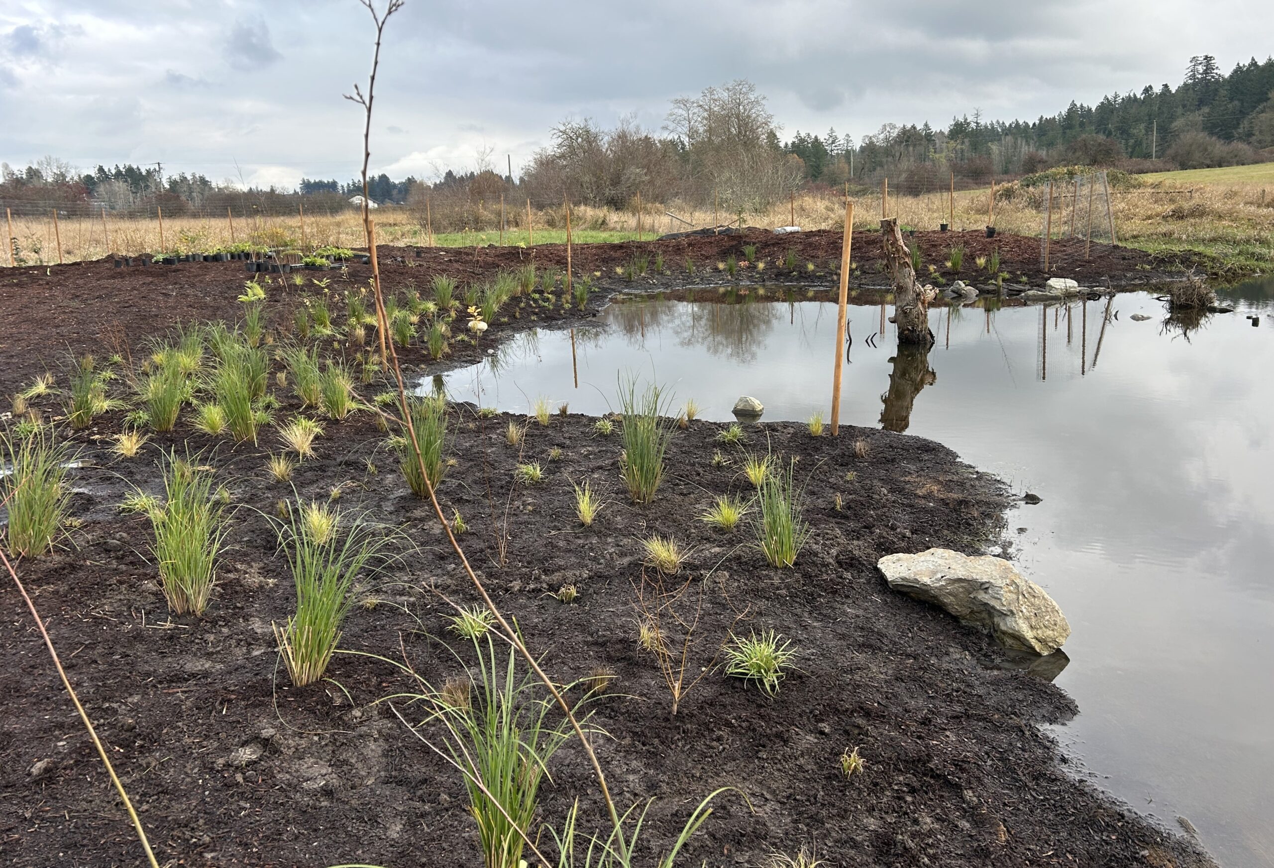 Restoration investment on the Saanich Peninsula pays off big-time in cutthroat trout dividends